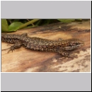 Zootoca vivipara - Waldeidechse 05.jpg